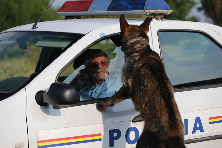 Dogs by Bogdan Mirică, credit: Iulia Weiss