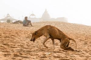 International documentary film competition at the 59th Krakow Film Festival.