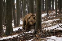 Untamed Romania by Tom Barton-Humphreys 