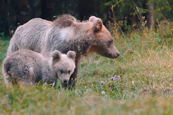 Wild Slovenia by Matej Vranič