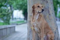 Dogumentary (dir. Ilina Perianova, Bulgaria)