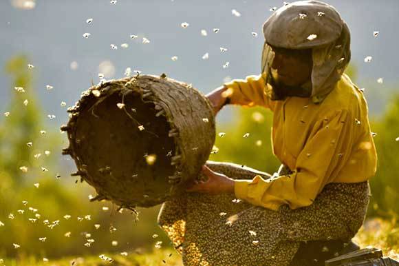 Honeyland by Tamara Kotevska and Ljubomir Stefanov